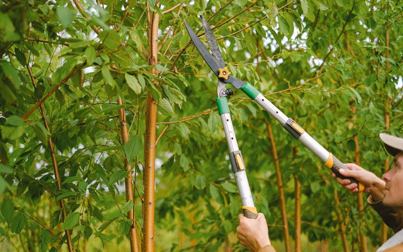 Tree trimming in Rupert, ID